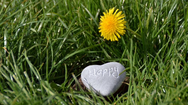 Happy Rock and flower